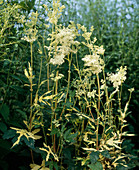 Filipendula ulmaria