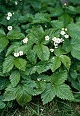 Fragaria Vesca