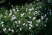 Geranium clarkei