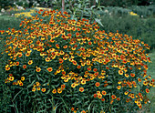 Helenium 'Margot' (Sunflower)