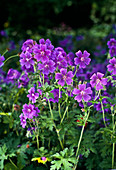 Geranium x Magnificum