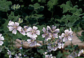 Geranium renardii