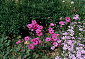 Geranium subcaulescens 'Splendens'