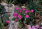 Geranium subcaubescens