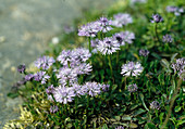 Globularia cordifolia