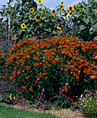 Helenium hybrid