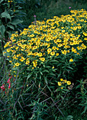 Helenium