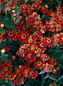 Helenium