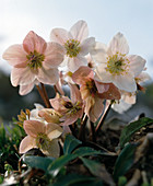 Helleborus niger