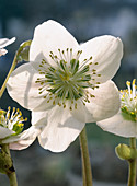 Helleborus