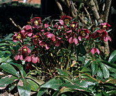 Helleborus hybridus
