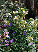 Helleborus hyb.