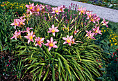 Hemerocallis 'Patricia Fay'