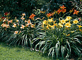 Hemerocallis Hybride 'Jamie Douglas'Gelb