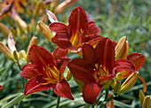 Hemerocallis hybride 'Red Wools'