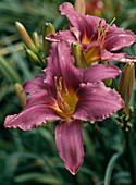 Hemerocallis 'Olive Bailey Langdon'