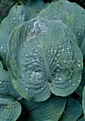 Hosta hybrid