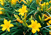 Hemerocallis - Hybr. 'Berliner Premiere'