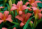 Hemerocallis hybrid