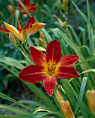 Hemerocallis 'Top Priority'