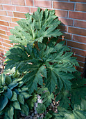 Heracleum mantegazzianum