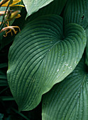 Hosta hybrid 'Green Acres'