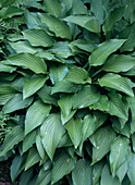 Hosta longissima var. brevifolia