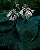 Hosta sieboldiana