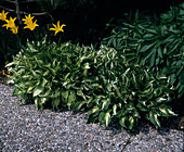 Hosta undulata 'Univittata'