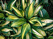 Hosta