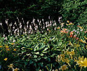 Hosta hybrid