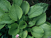 Hosta ventricosa