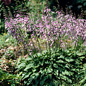 Hosta Venusta