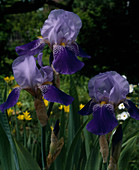 Iris 'Rhine Grape'