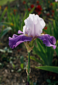 Iris x Barbata Elatior
