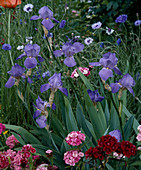 Iris barbata-elatior (iris)
