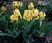 Iris barbata-nana-hybride