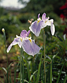 Iris Kaempferi 'Geisha Dance'