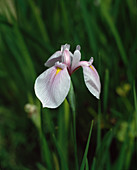 Iris kaempferi