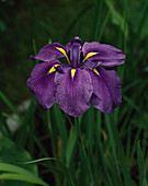 Iris kaempferi