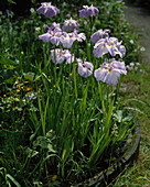 Iris kaempferi 'Blaue Plicata'