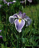 Iris kaempferi