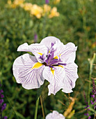 Iris kaempferi hybrid
