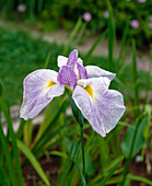 Iris kaempferi