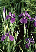 Iris kaempferi 'Yedo Kagami'