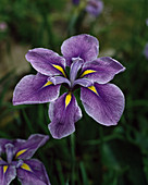 Iris kaempferi 'Amazone'