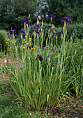 Iris delavayi x clarkei