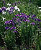 Iris laevigata