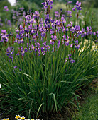 Iris sibirica