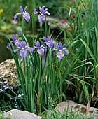 Iris sibirica